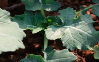 Растение рапса на почве - ГЕРДИ F1