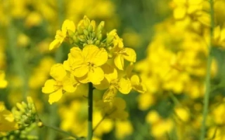 Поле рапса с желтыми цветами - Герди