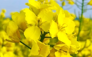 Желтые цветы рапса на фоне голубого неба - Грифин