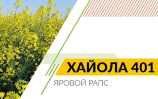 Желтая рапсовая культура ХАЙОЛА 401 на фоне поля