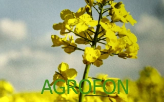 Жёлтые цветы рапса на фоне неба с надписью AGROFON - Халк