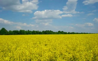 Желтое поле рапса под голубым небом с облаками - ХАРДИ F1