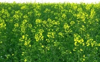 Поле рапса с желтыми цветами - ИНВ1188
