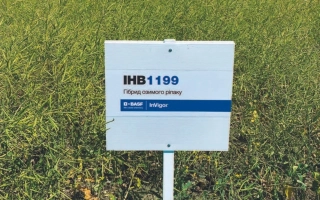 Семечки рапса ИНВ1199 на поле