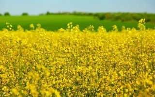 Поле рапса, соответствующее категории Рапс - ИНВ1377 КЛ