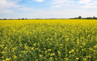 Поле рапса под названием КЕНАР