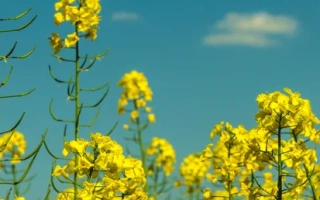 Жёлтые цветы рапса на фоне голубого неба - Киндлер КЛ