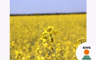Поле рапса с логотипом KWS - Клитынный 8