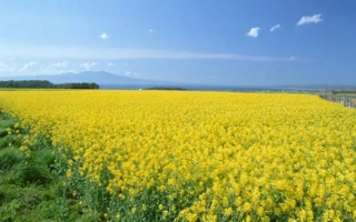 Поле рапса под голубым небом - Коланта