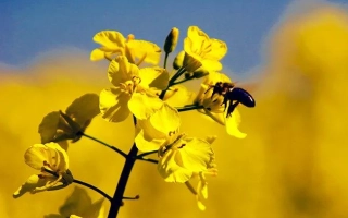 Жёлтые цветы рапса с пчелой на фоне поля - Коррел
