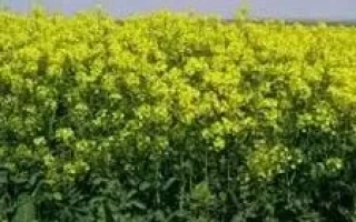 Поле рапса KWS JARUS - КВС ДЖАРУС