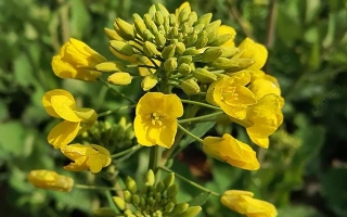 КВС Керри КЛ