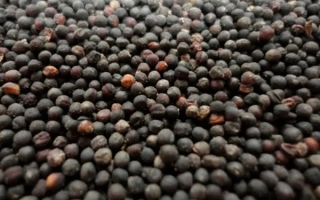 Семена рапса на фоне - ЛАНЦИЯ