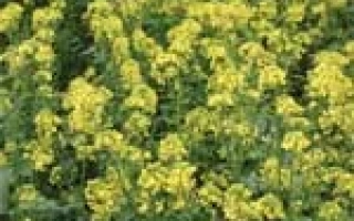 Поле рапса, цветущего жёлтыми цветами - Ландар