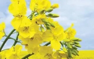 ЛГ Академик