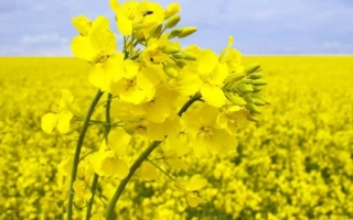 Поле рапса с жёлтыми цветами на фоне неба - Либеа