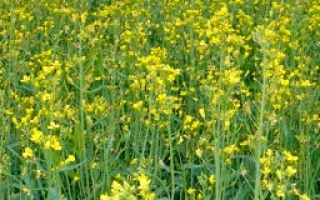 Поле рапса в цвету - Лига