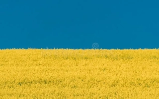 Желтое поле рапса на фоне синего неба - Лужок