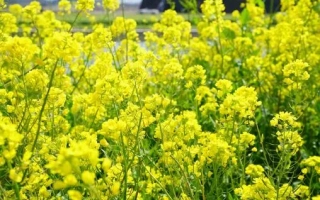 Поле рапса с жёлтыми цветами - МАДЖОНГ