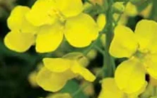 Жёлтые цветы рапса на зелёном фоне - Манитоба