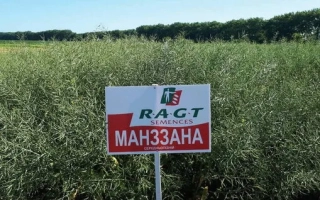 Поле рапса с табличкой МАНЗЗАНА от RAGT