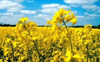 Поле рапса Мерано под голубым небом