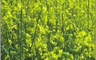 Поле рапса с желтыми цветами - Одила