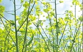 Поле рапса с желтыми цветами на фоне неба - ОПАВА (ОП-БН-07)