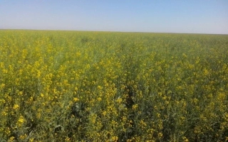 Поле рапса на фоне голубого неба - Озорно