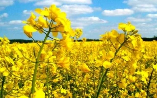 Поле рапса под голубым небом - Отма