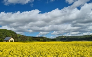 Желтое поле рапса под синим небом с домом на холме - ПА 6 ЕН 199