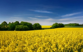 Поле рапса на фоне синего неба - ПА 7 ЕН 120