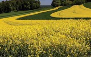 Поле рапса в цвету на фоне леса - ПА 7 ЕН 124