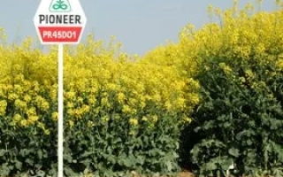 Знак Pioneer с названием продукта PR45D01 на фоне рапса - ПР45Д01