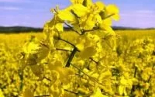 Поле рапса с цветущими желтыми цветами - ПР45Д05