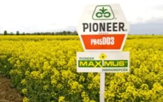 Знак Pioneer с названием продукта PR45G03 на фоне рапса - ПР45Г73