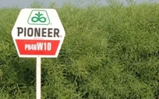Метка Pioneer с названием сорта PR46W10 на фоне рапса - ПР46В10