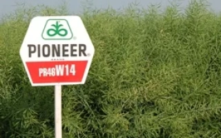 Мешок семян ПIONEER PR46W14 на фоне рапса - ПР46В14