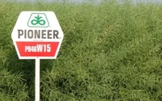 Метка семян рапса Pioneer PR46W15 на фоне поля - ПР46В15