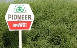 Знак с надписью Pioneer и кодом PR46W31 на фоне зелёной растительности. - ПР46В31