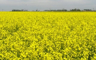Поле рапса под названием Прометей