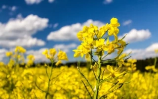 Поле рапса с цветущими желтыми цветами на фоне синего неба - Р 505 С 11