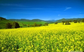 Поле рапса под голубым небом - Р 508 С 21