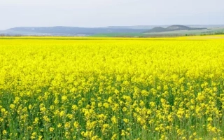 Поле рапса Рагнар