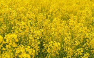 Поле рапса, соответствующее категории Рапс - РЖТ ЖАЗЗЕТТА