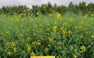 Желтый пакет с семенами Рапс РОХАН на фоне цветущего поля