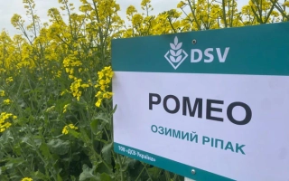 Зеленая табличка с надписью РОМЕО на фоне рапса