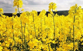 Поле рапса с жёлтыми цветами на фоне неба - Сальса Кл