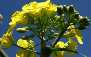 Желтые цветы рапса на фоне синего неба - СМИЛЛА