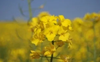 Желтые цветы рапса на фоне поля - Снигова королева